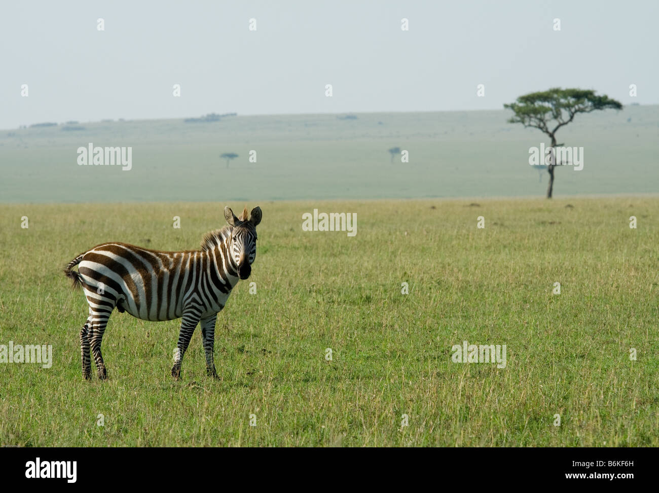 Zebra in the Masai Mara Stock Photo - Alamy