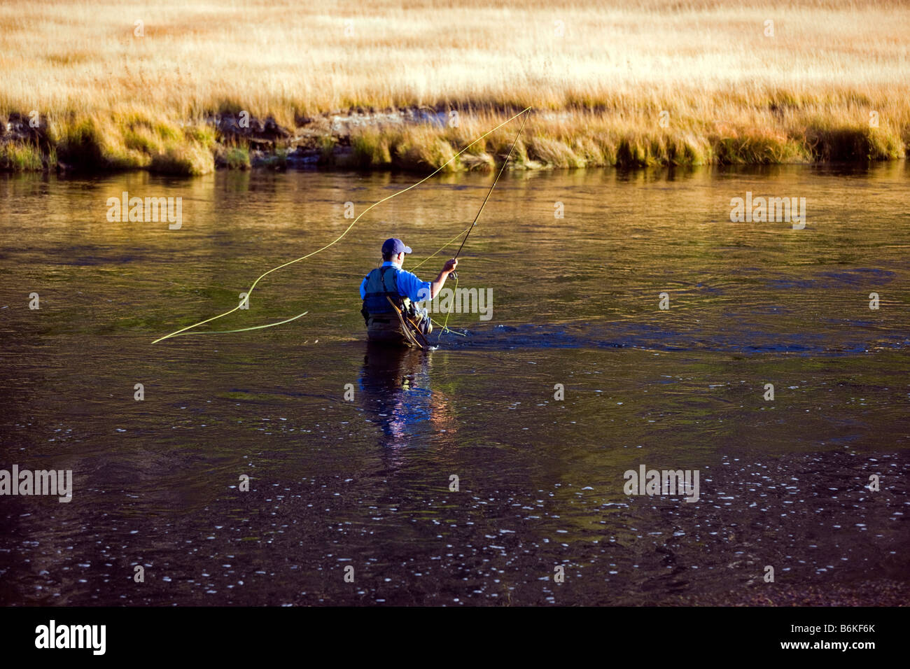 Fly fisherman, Madison River, Yellowstone National Park, Wyoming, USA Stock Photo