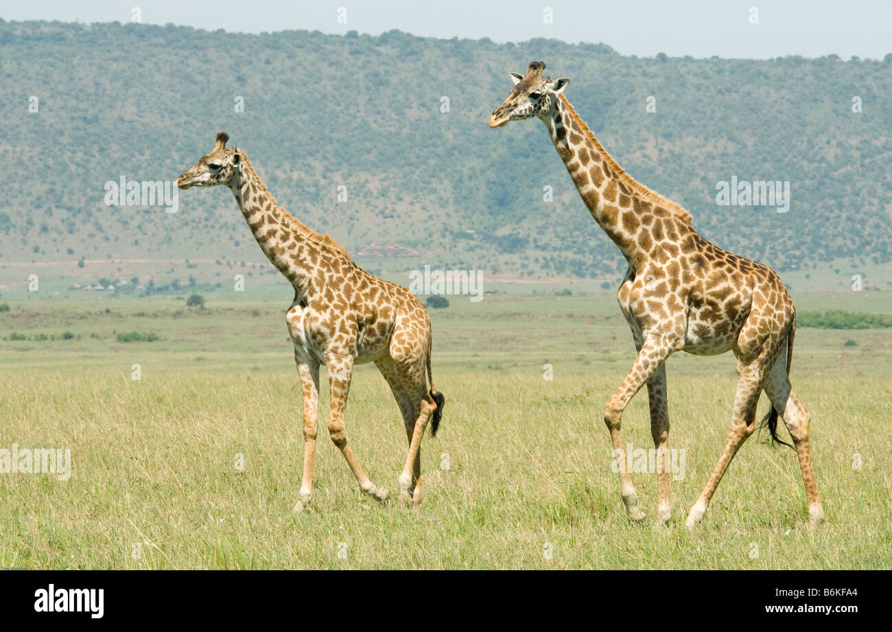 Two giraffes walking hi-res stock photography and images - Alamy