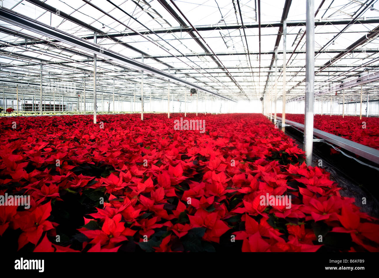 Poinsettias growing in pots in a nursery in Chichester West Sussex Stock Photo Alamy