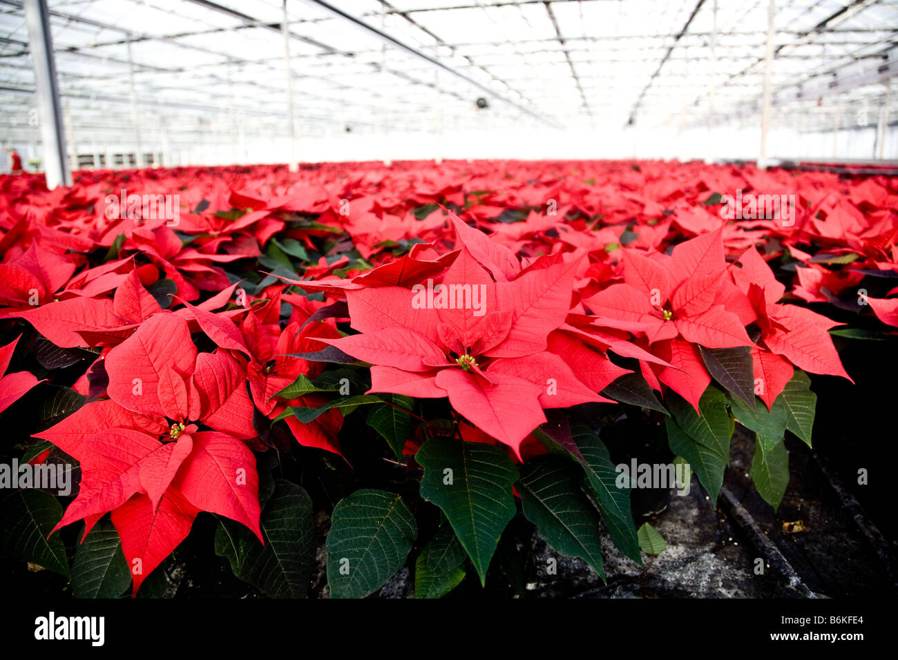 Poinsettias in pots hires stock photography and images Alamy