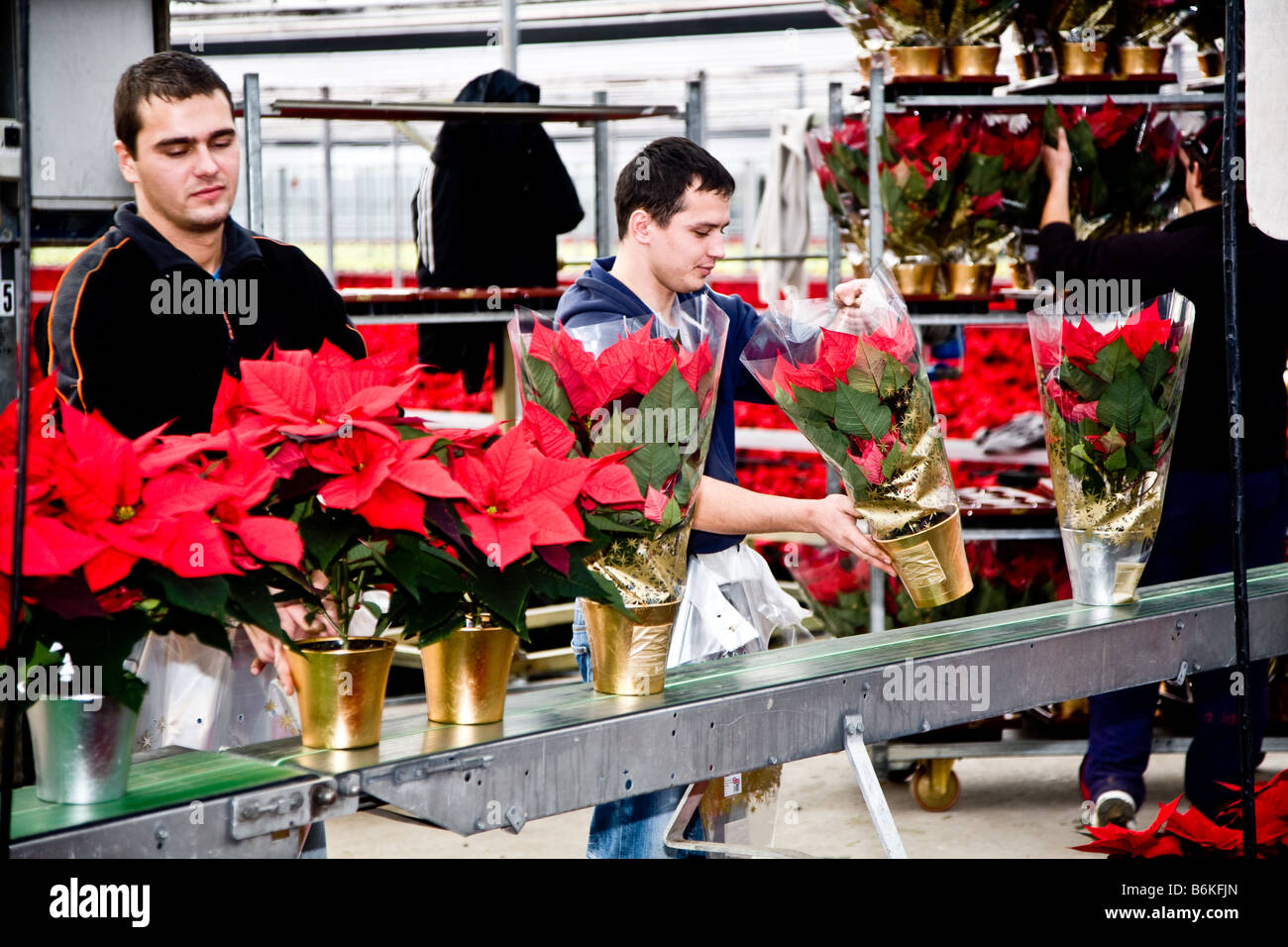 Packing Plants Stock Photos & Packing Plants Stock Images Alamy