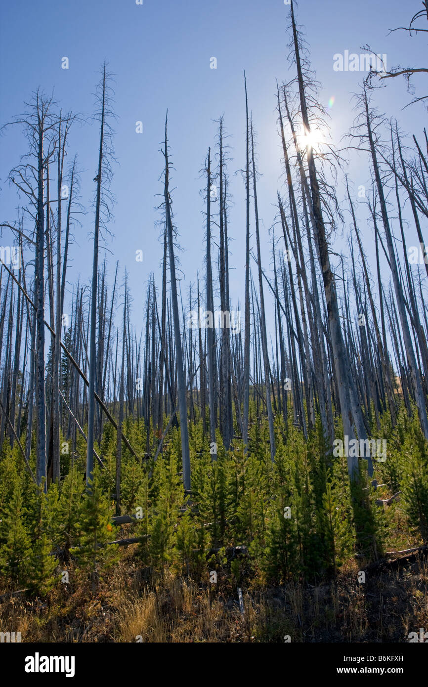 Regeneration of trees that burned in forest fires near Dunraven Pass Yellowstone National Park Wyoming USA Stock Photo