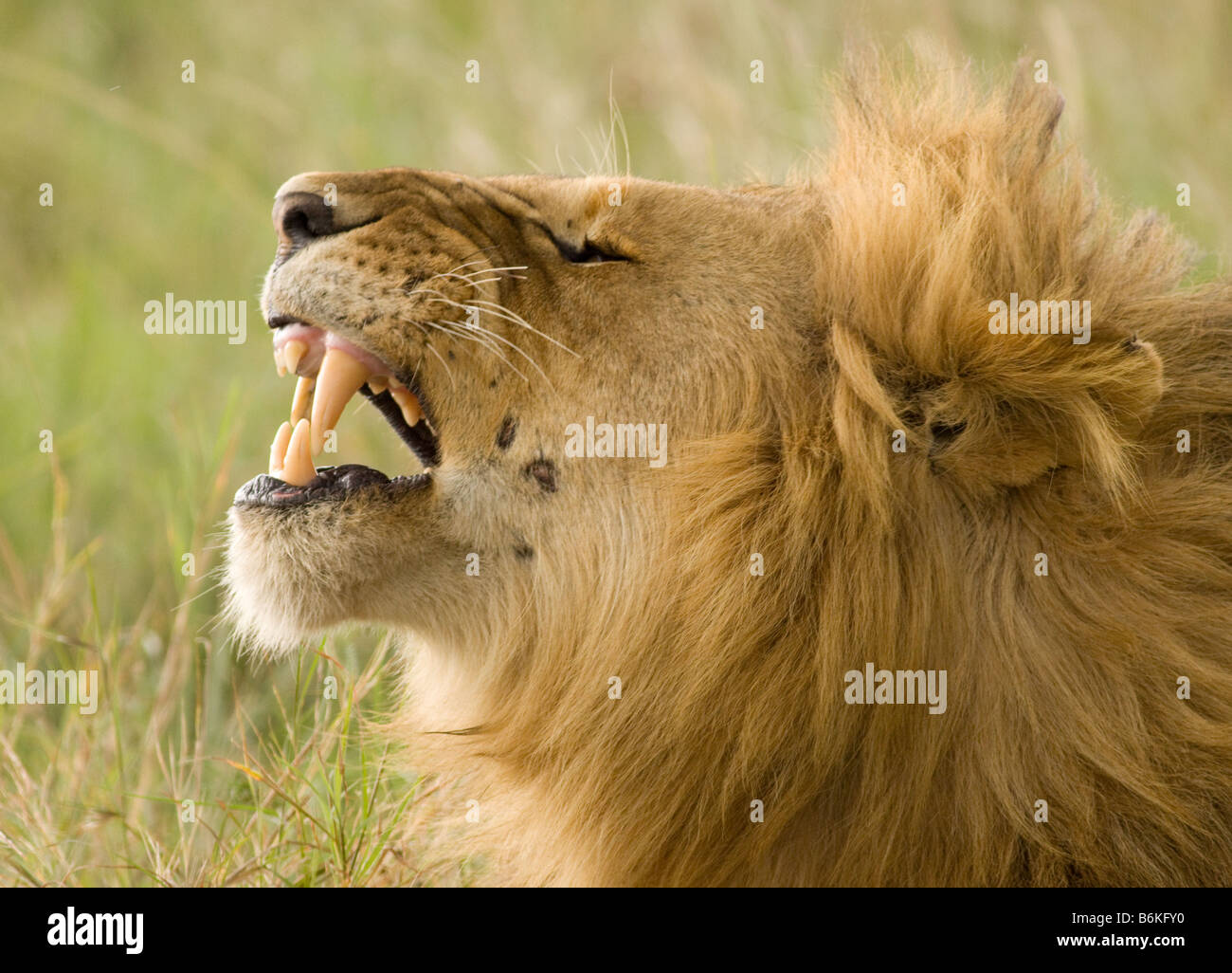 Male lion showing teeth Stock Photo Alamy
