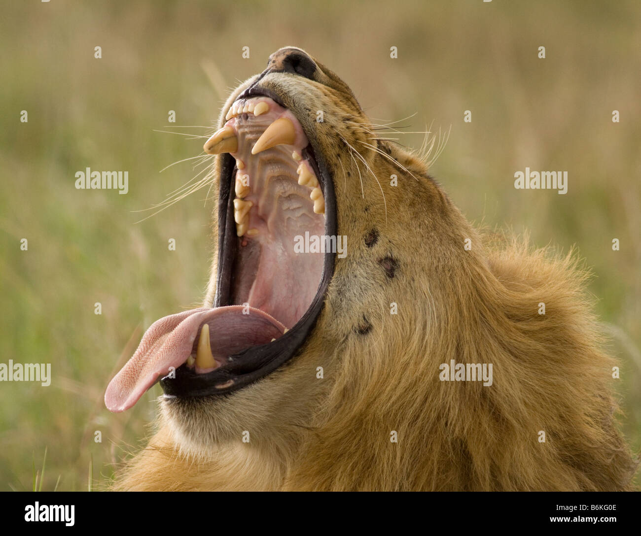 Male lion yawning Stock Photo - Alamy