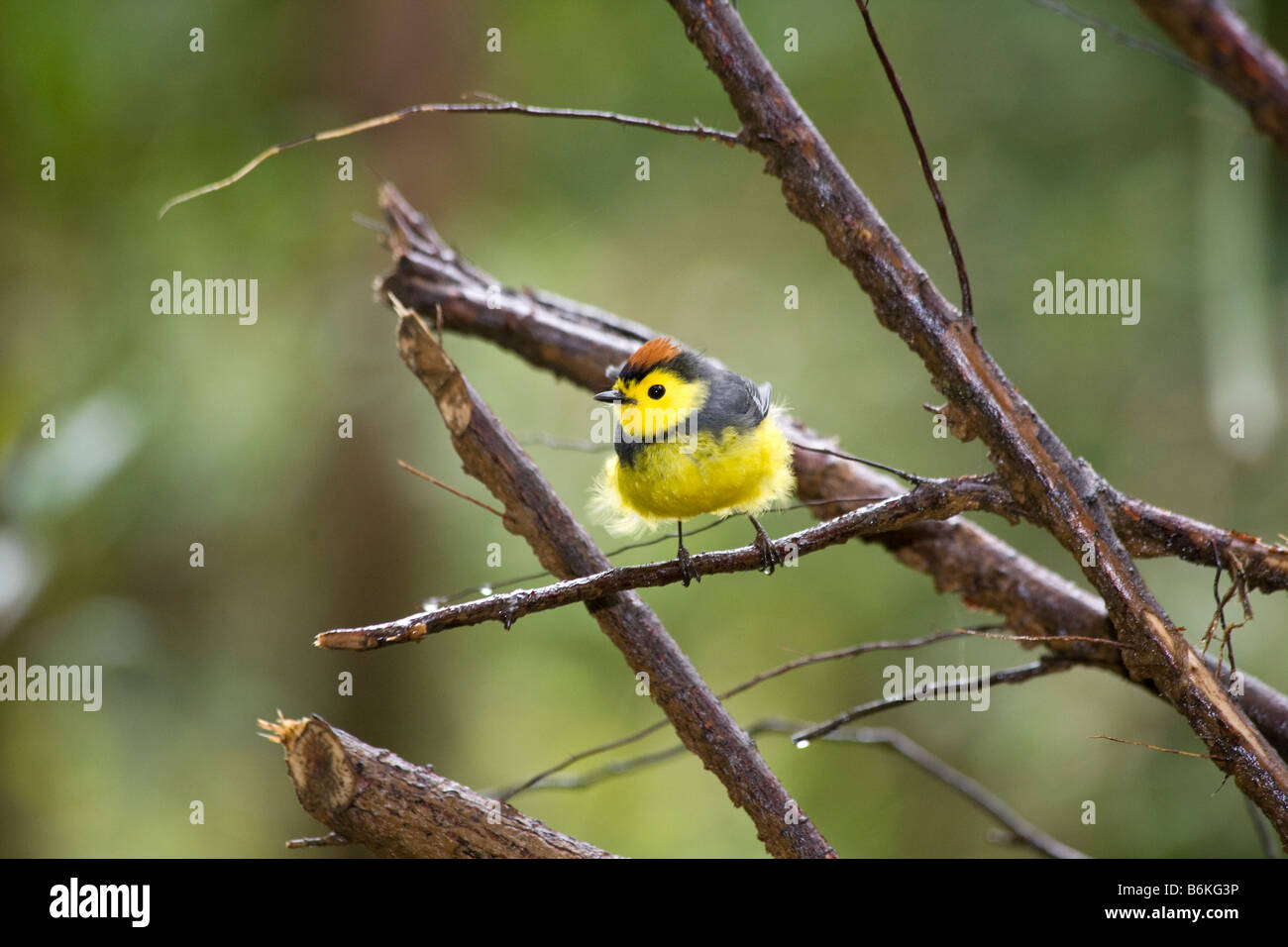 Myioborus torquatus hi-res stock photography and images - Alamy
