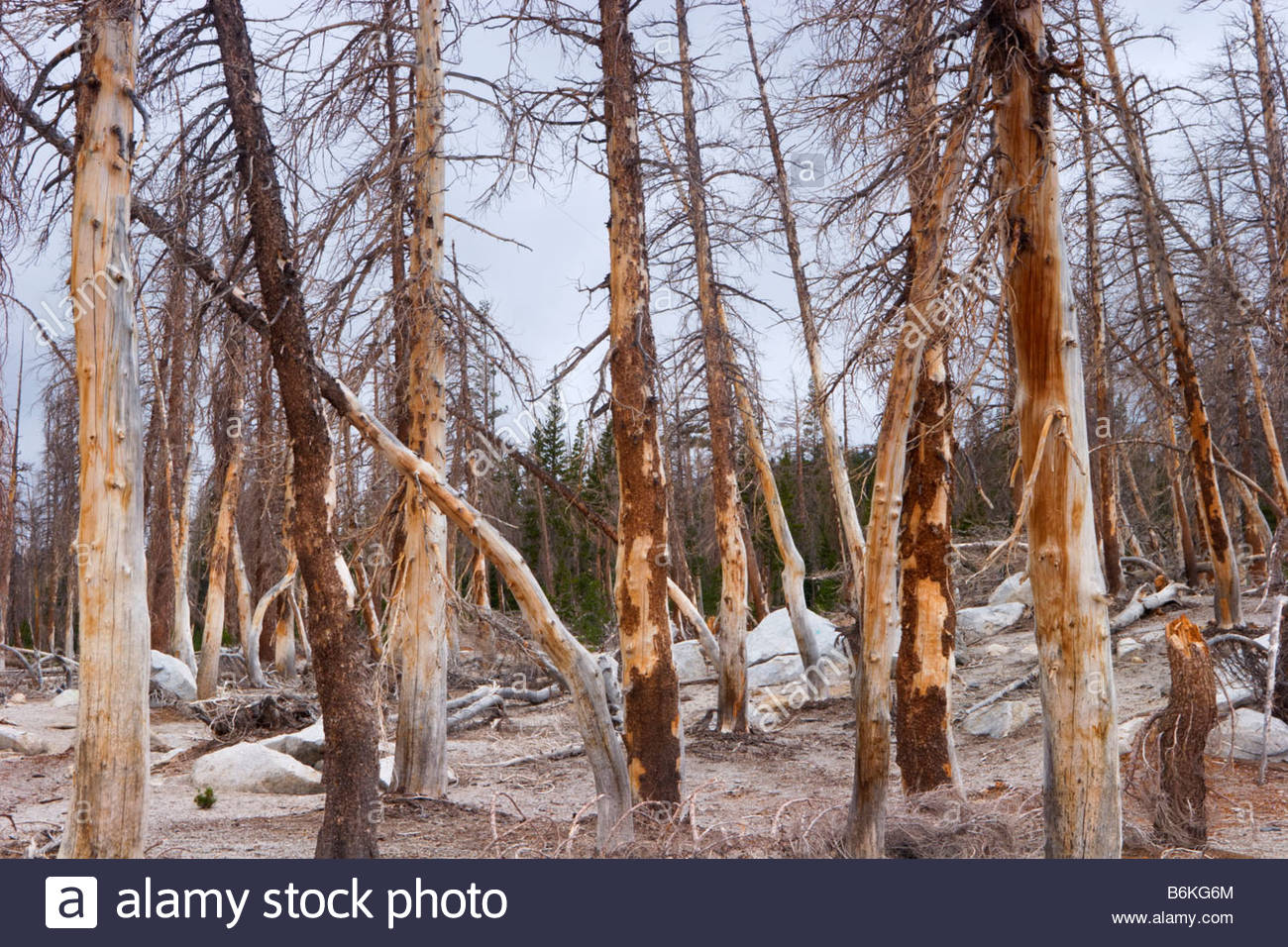 Dead Pine Trees High Resolution Stock Photography and Images Alamy