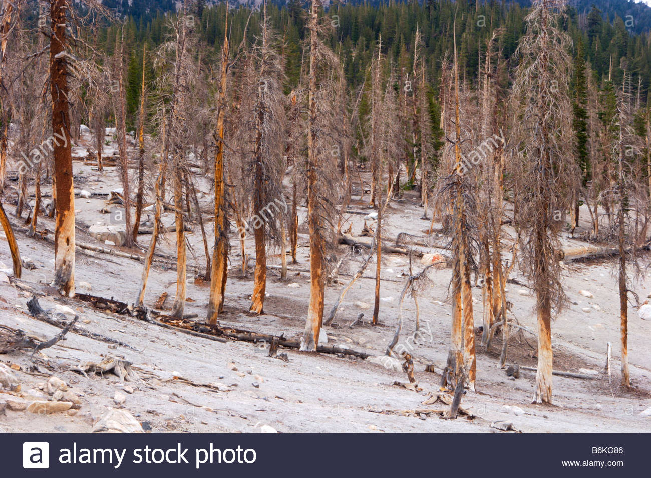 Dead Pine Trees High Resolution Stock Photography and Images Alamy