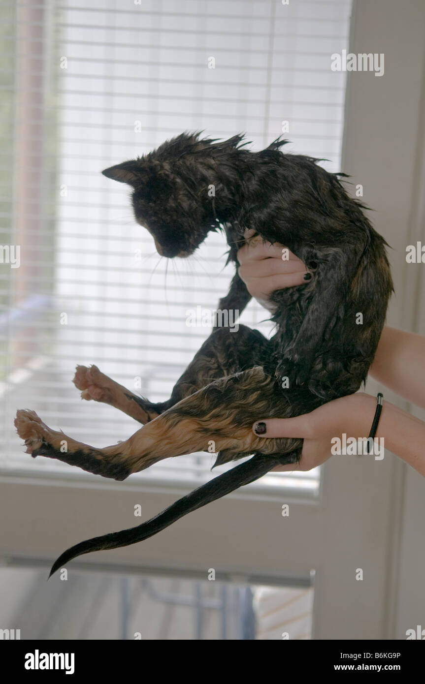 Newly bathed cat Stock Photo Alamy