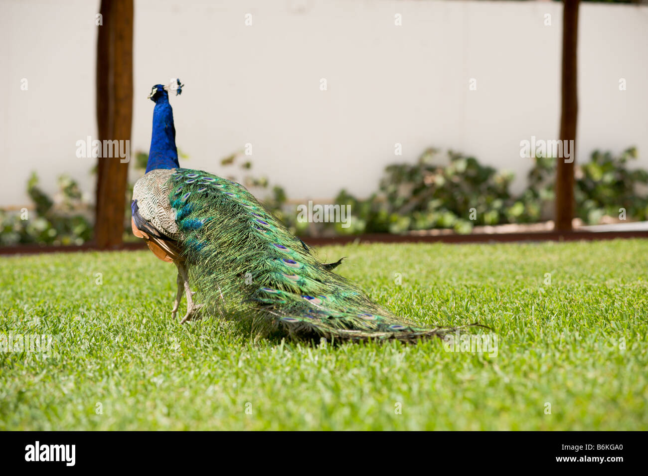 Male peacock walking on grass Stock Photo - Alamy