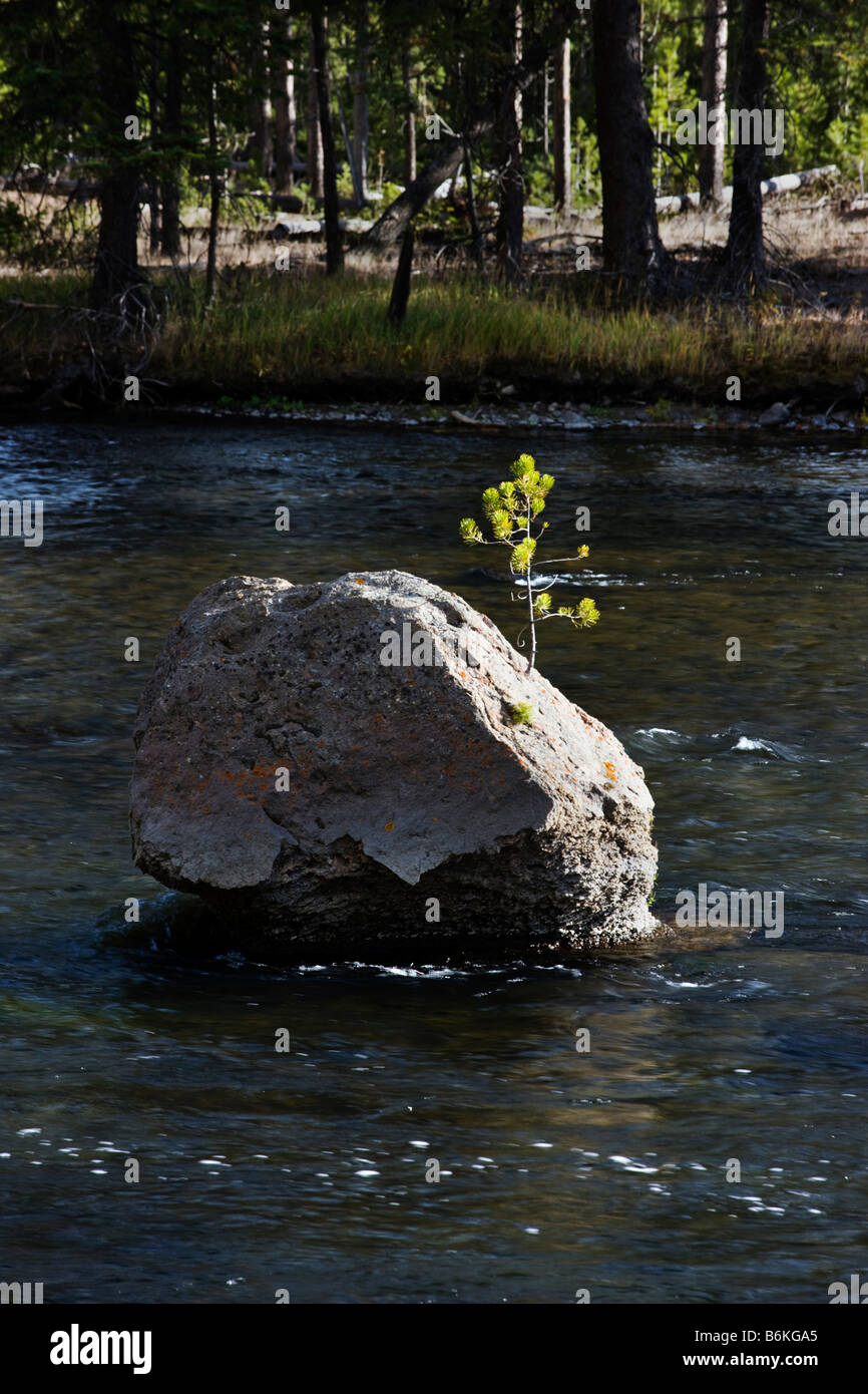 A lone sapling grows from a boulder in the Madison River, Yellowstone National Park, Wyoming, USA Stock Photo