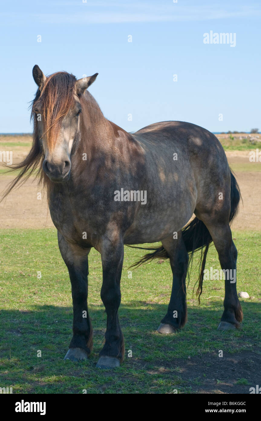 North Swedish Workhorse Stock Photo - Alamy