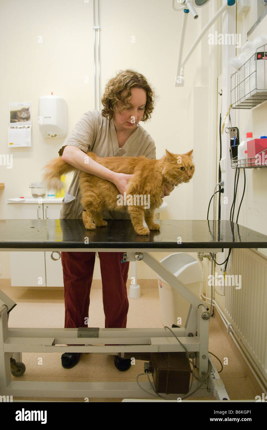 A veterinary checking a big red cat. Stock Photo