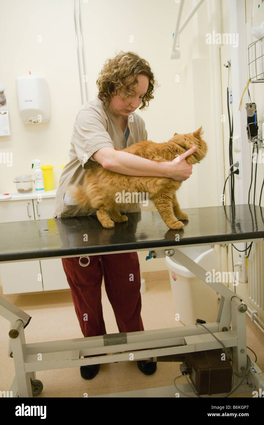 A veterinary checking a big red cat. Stock Photo