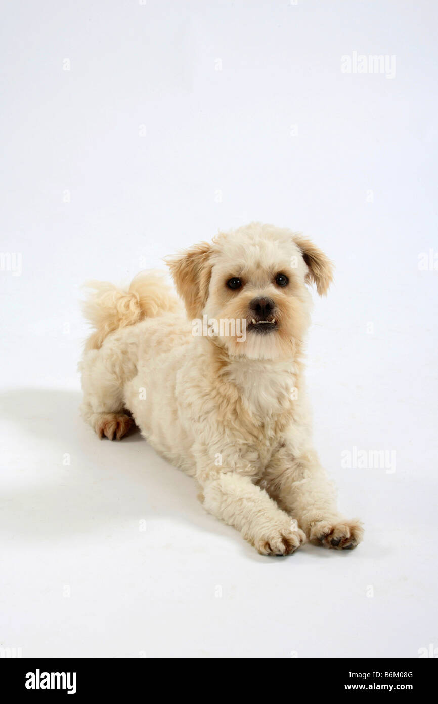 Mixed Breed Dog Stock Photo