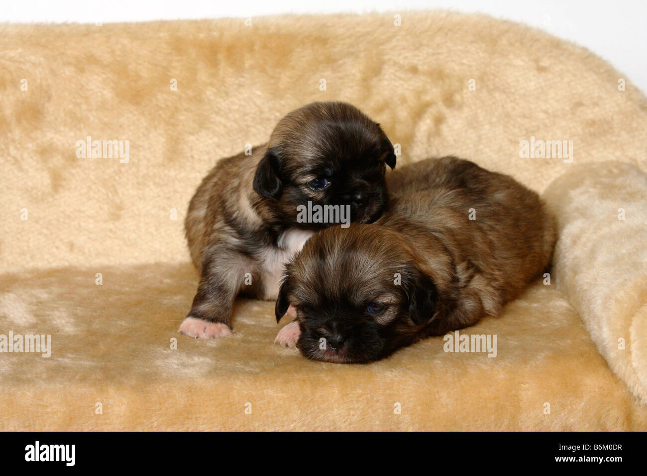 Tibetan Spaniel puppies 3 weeks Stock Photo