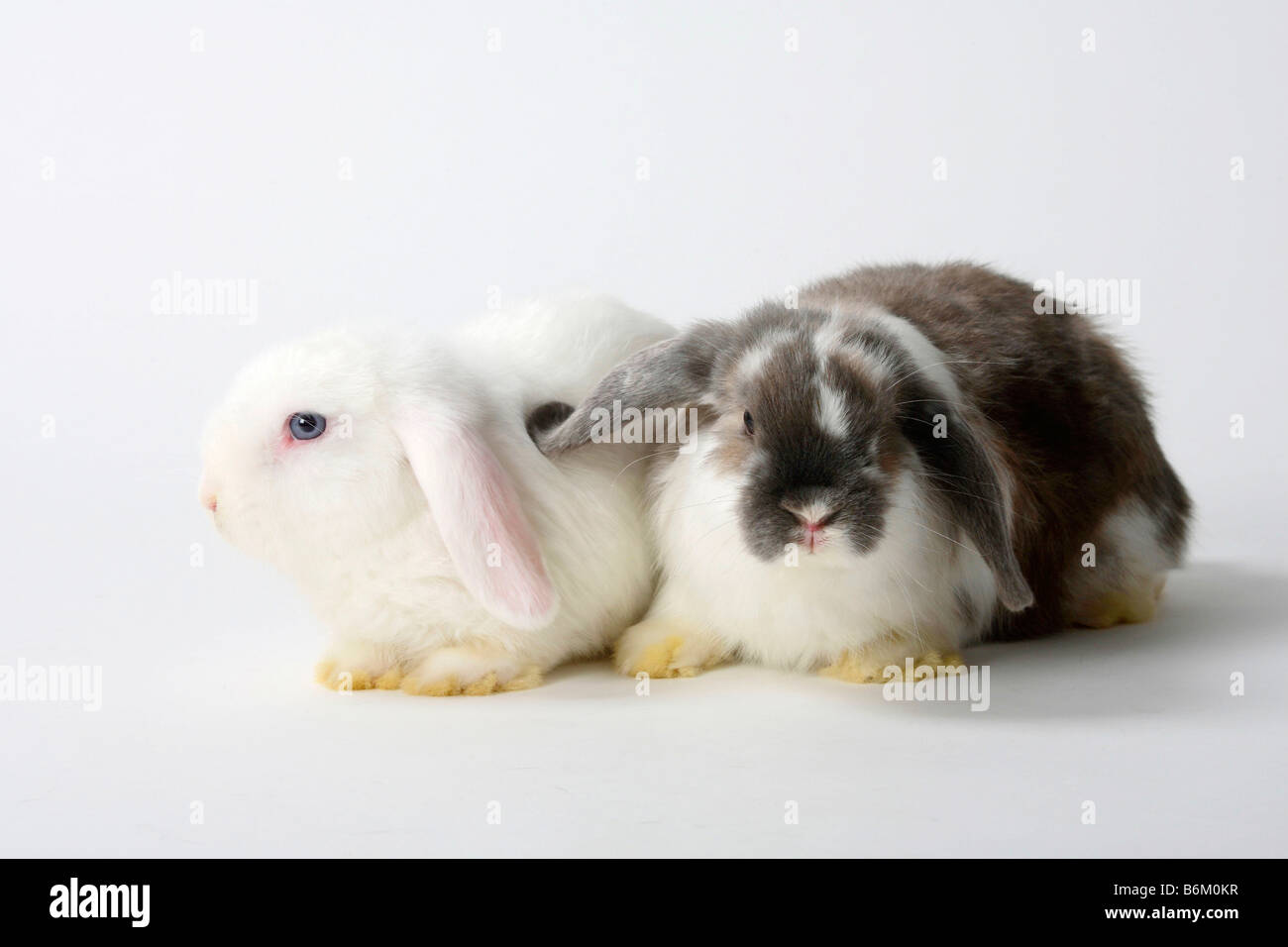 Two pair white rabbits hi-res stock photography and images - Alamy