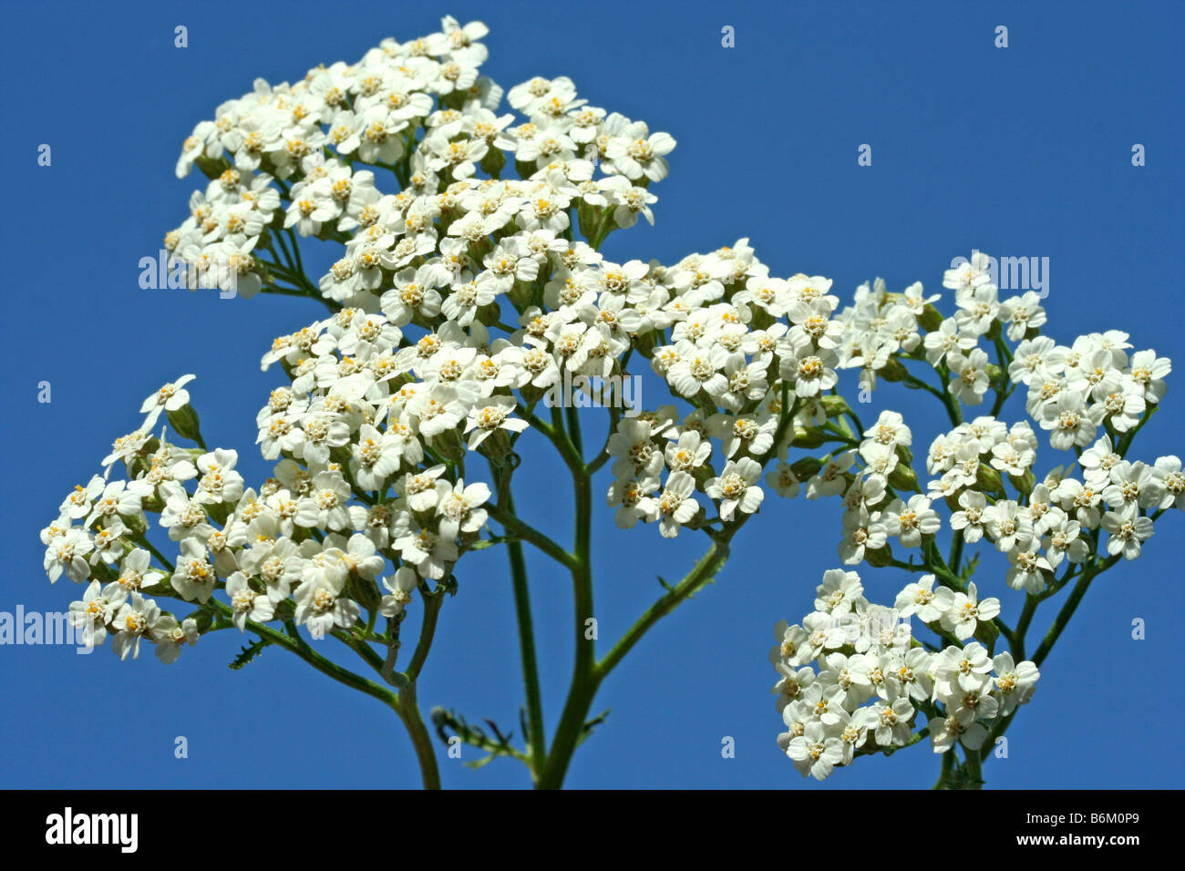 Yarrow Achillea millefolium Stock Photo Alamy