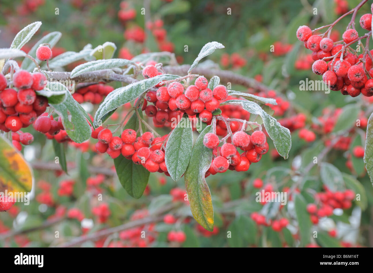 Cotoneaster berries in  Hoar frost Stock Photo