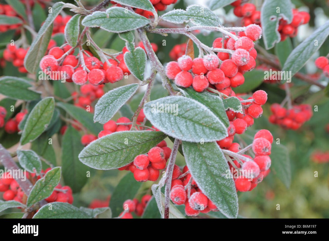 Cotoneaster berries in Hoar  frost Stock Photo