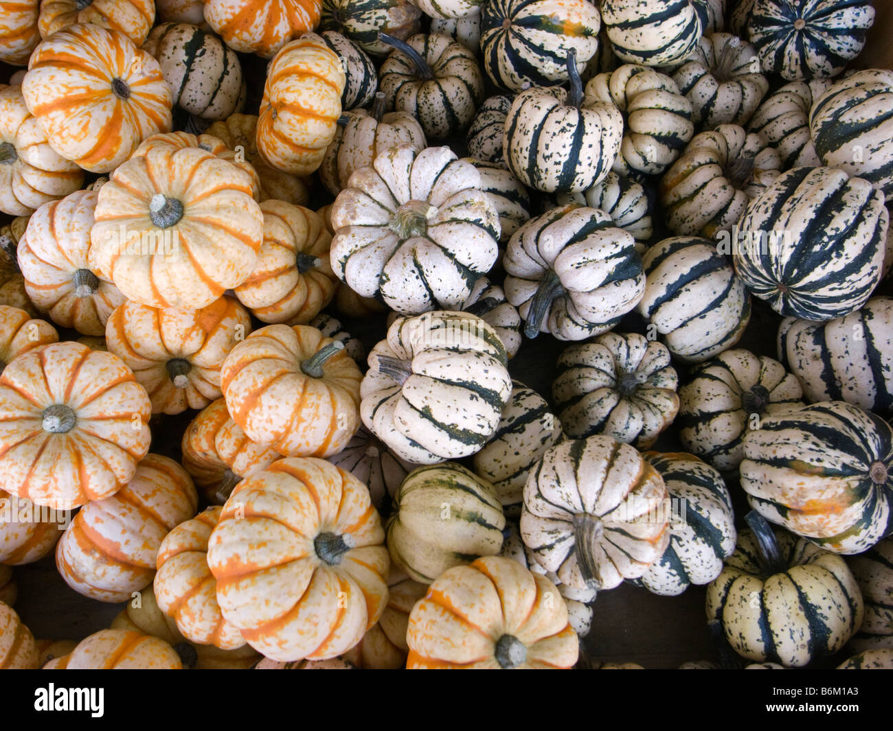 Home grown organic pumpkins yeald-Cucurbita Pepo Stock Photo