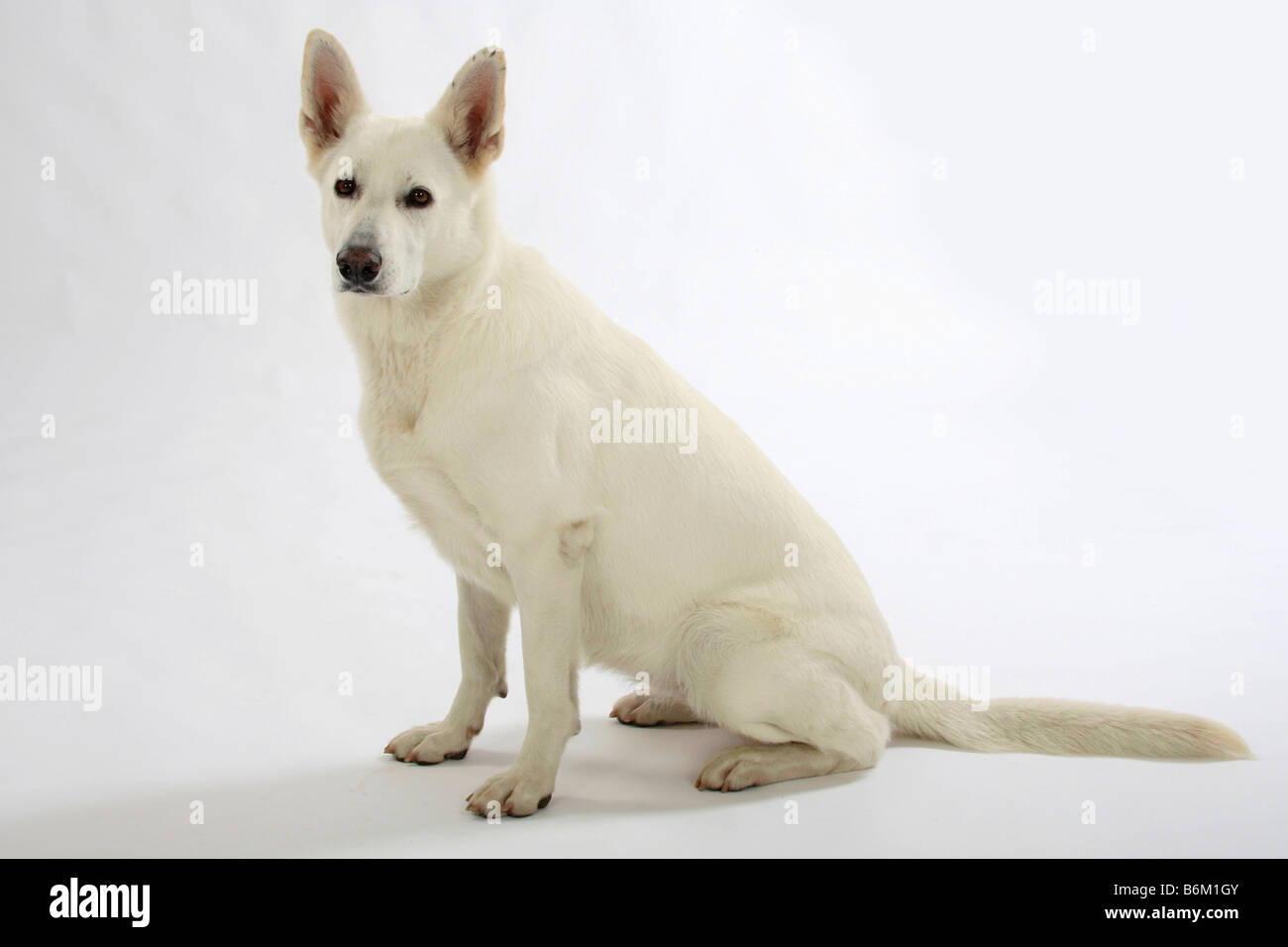 White Swiss Shepherd Dog Berger de Swisse side Stock Photo