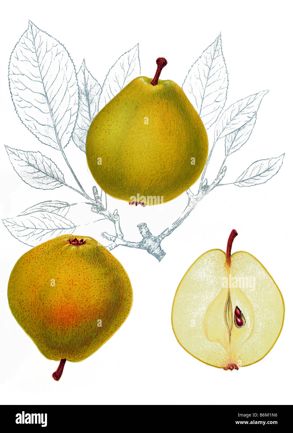 illustration of a pear and a pear half Stock Photo
