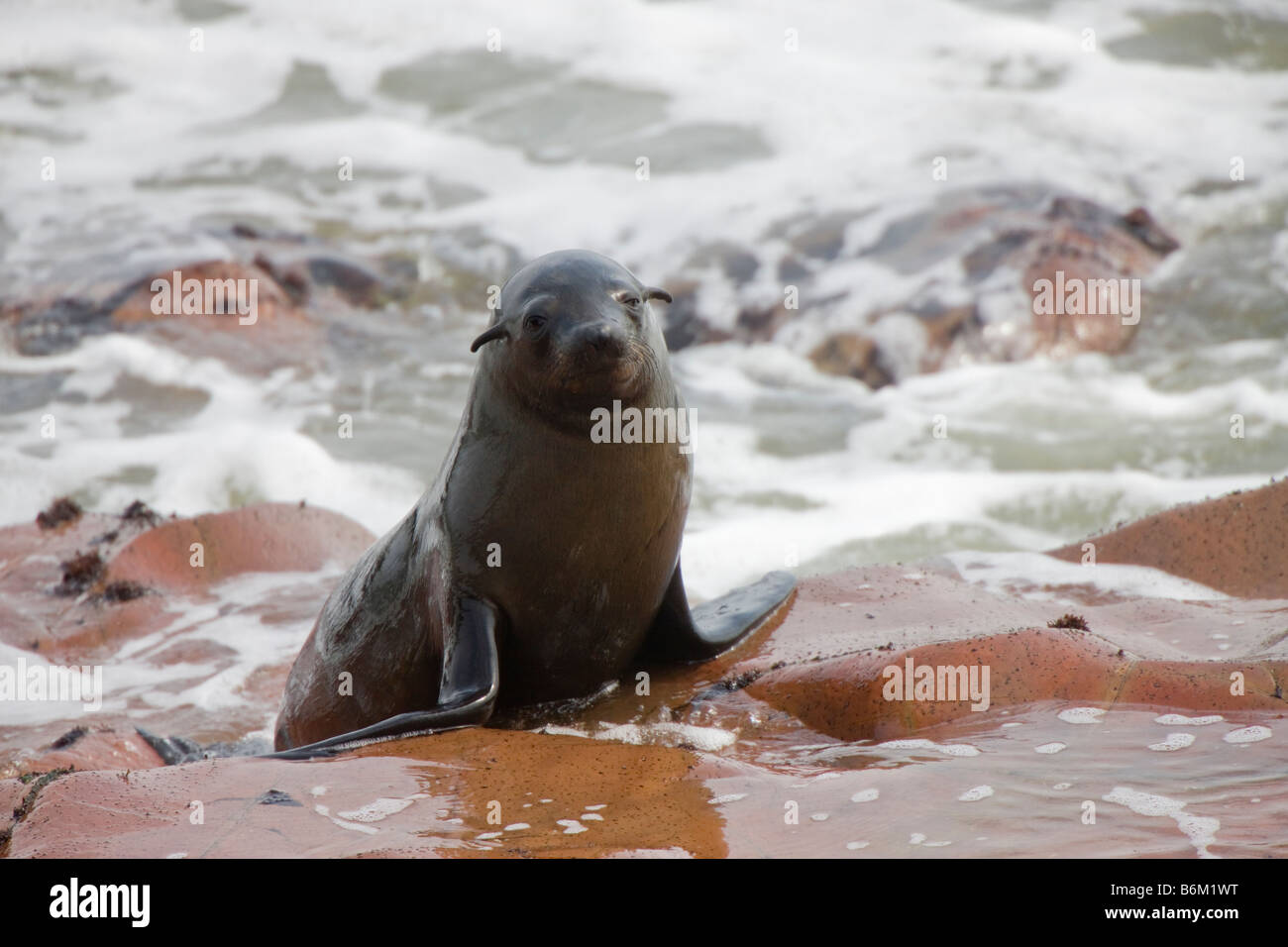 Red Rocks Seals Red rocks seal colony hi-res stock photography and images - Alamy