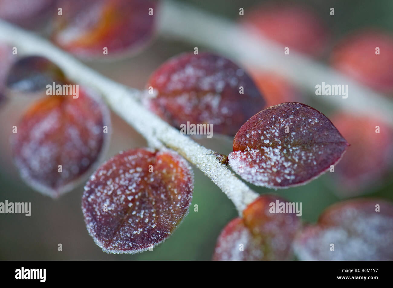 Close up of Cotoneaster Sichuanensis in the frost Stock Photo