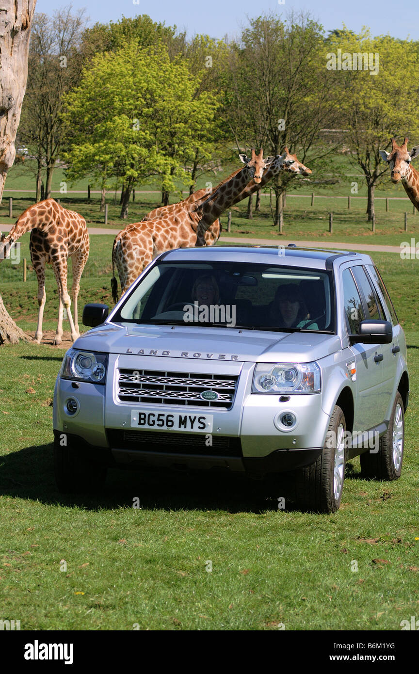 Land Rover Freelander 2 with Woburn Safari Park's Rothchild's giraffes Stock Photo