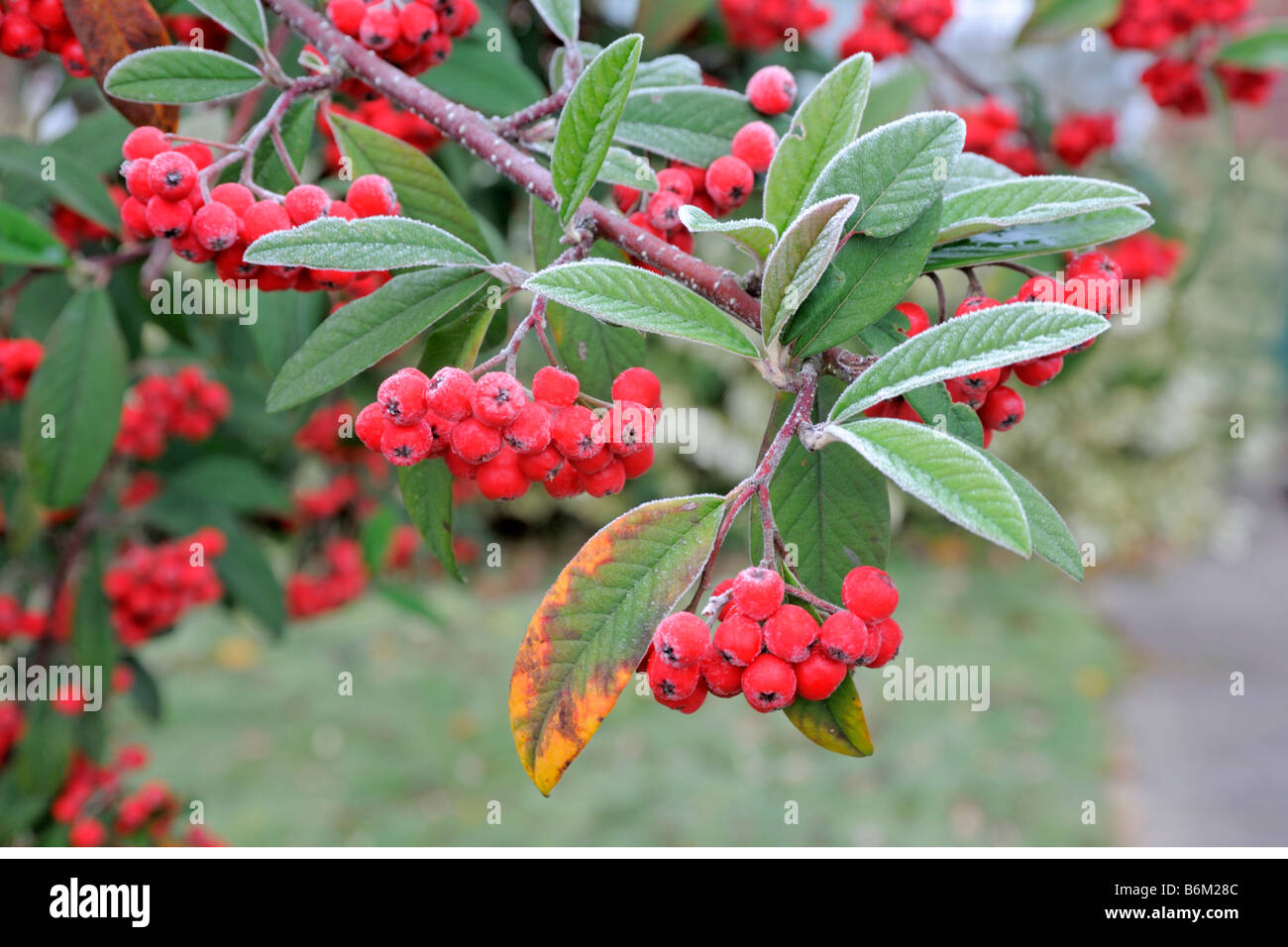 Cotoneaster berries in  Hoar frost Stock Photo