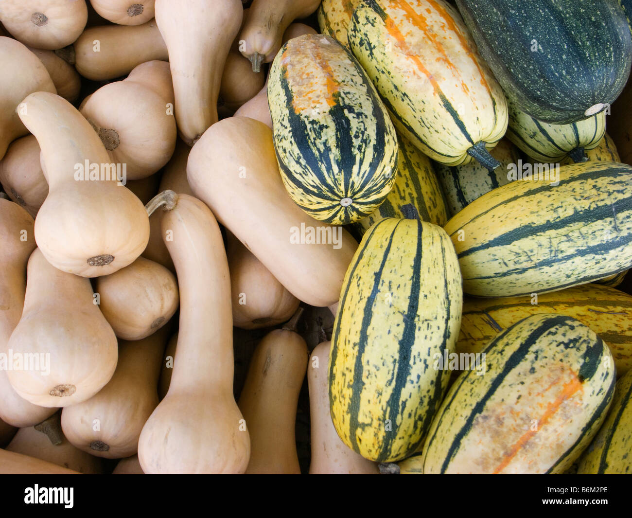 Pumpkins  and butternut, homegrown vegetables - Cucurbita pepo Stock Photo