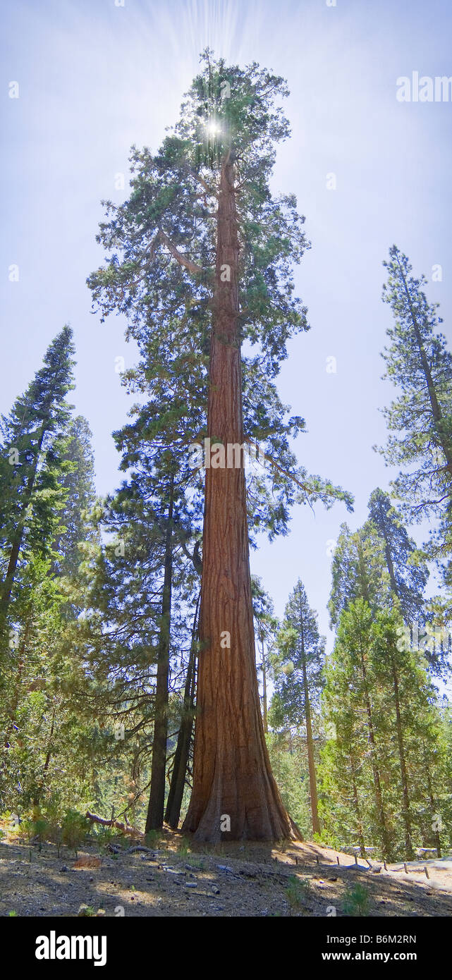 Very Tall Redwood Tree, Sequoia National Park, California USA Stock Photo