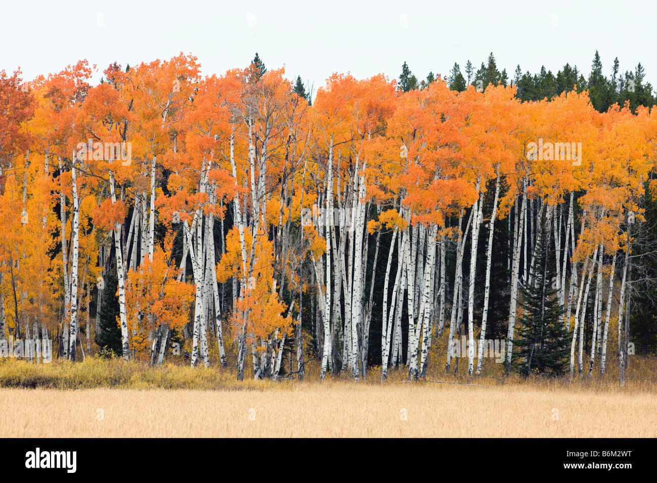Aspen trees golden in autumn color, near Rt. 89/287 and Arizona Island, Grand Teton National