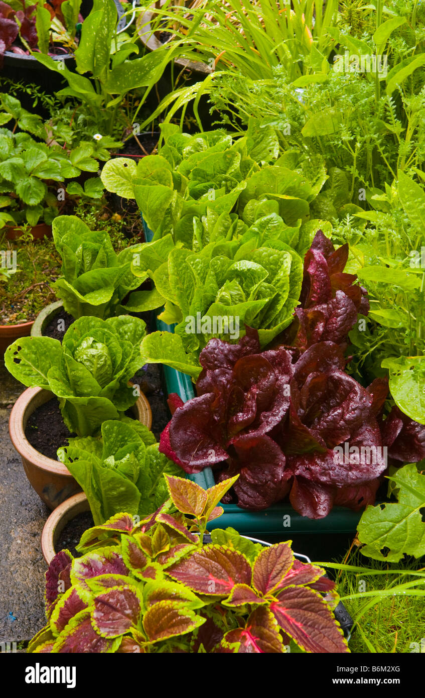 Crops Containers Hi-res Stock Photography And Images - Alamy