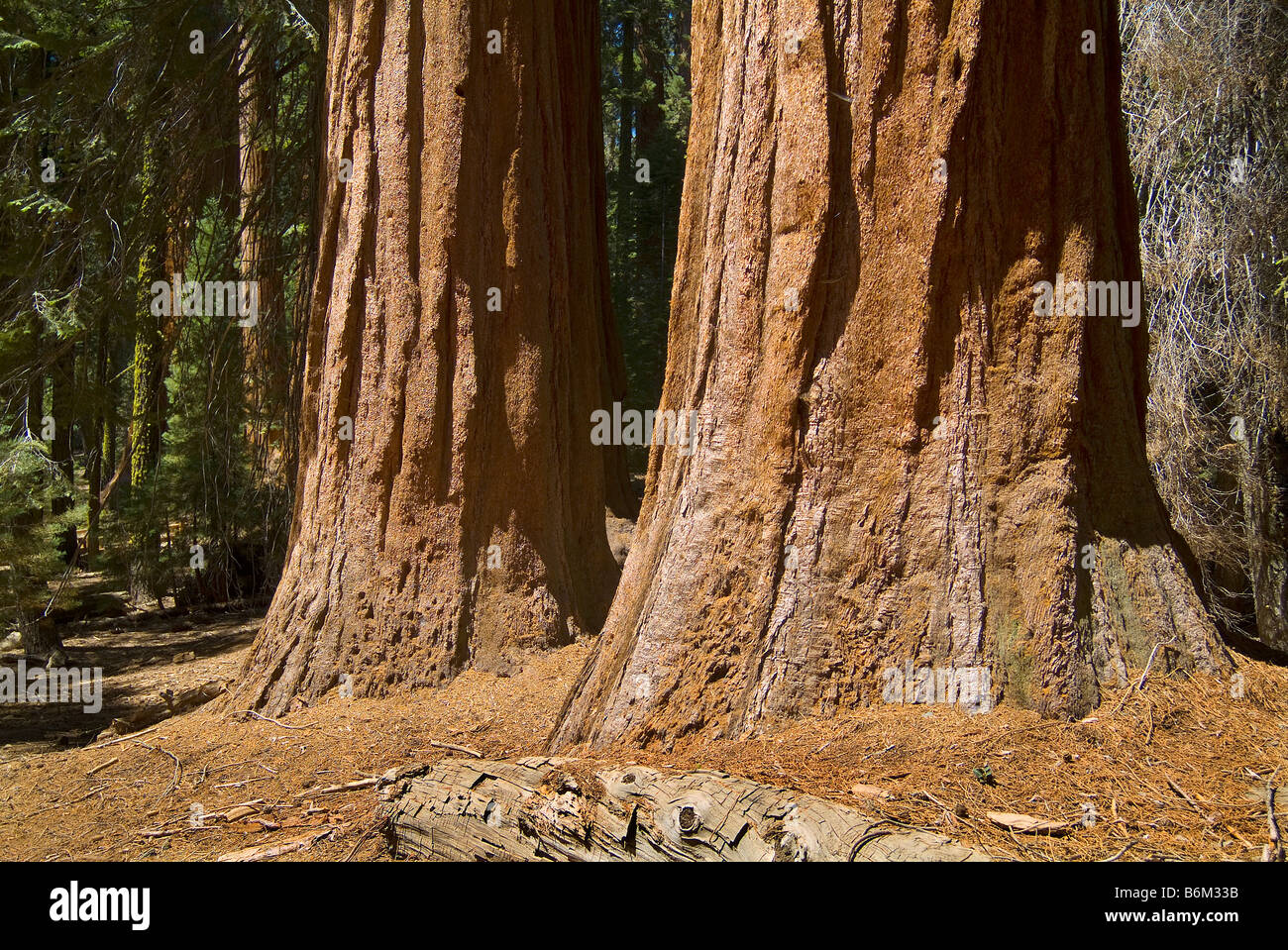 Two Redwood Sequoia Trees, Sequoia National Park, Fresno California USA Stock Photo
