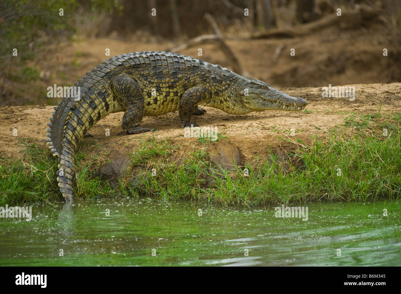 wild wildlife Nile Crocodile crocodylus niloticus south-afrca south africa out of water waterhole big fat heavy stay staying Stock Photo