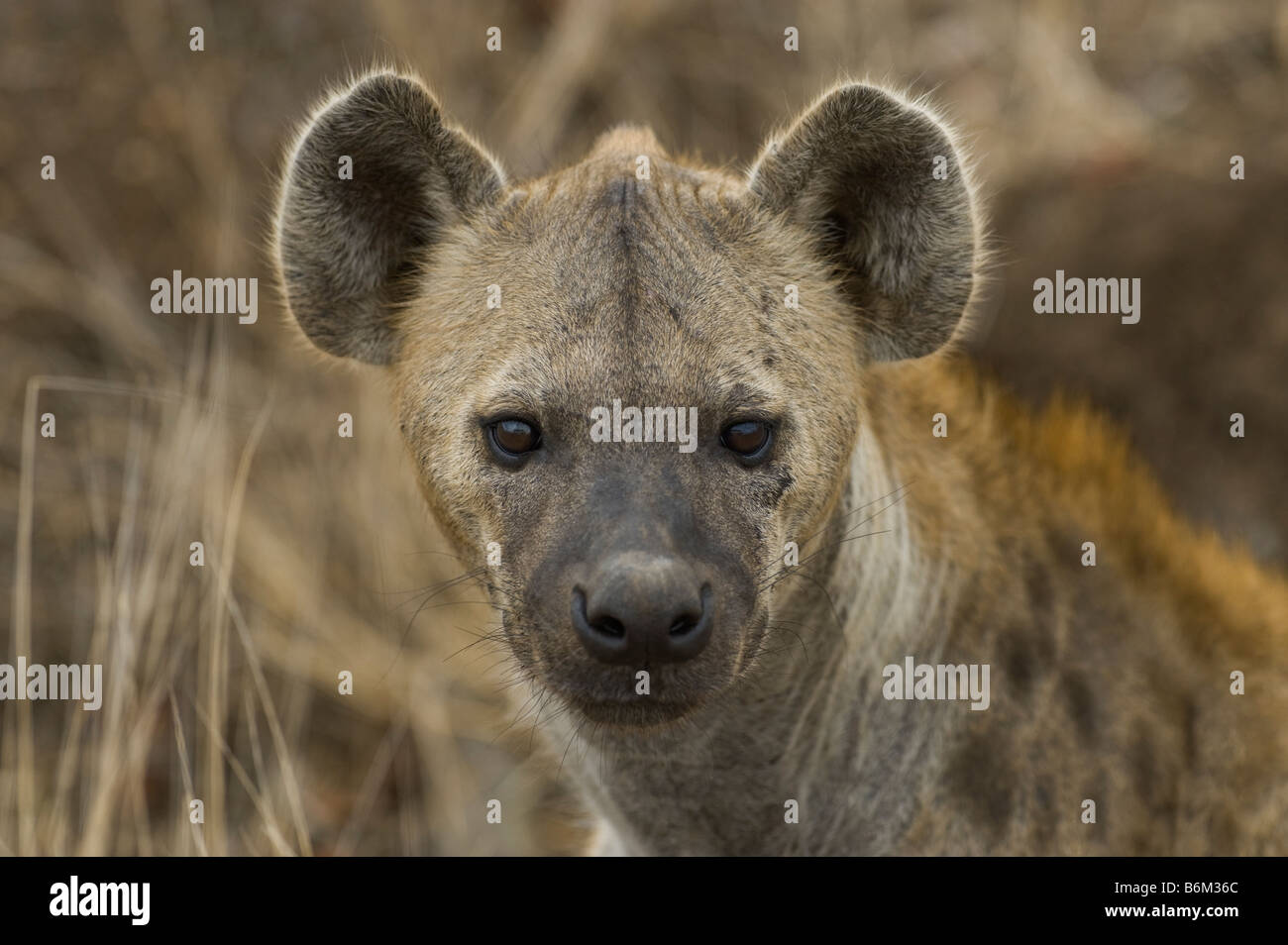 wildlife wild  Spotted HYAENA CROCUTA crocuta carrion eating south-Afrika south africa carrion eater feeder scavenging animal  m Stock Photo