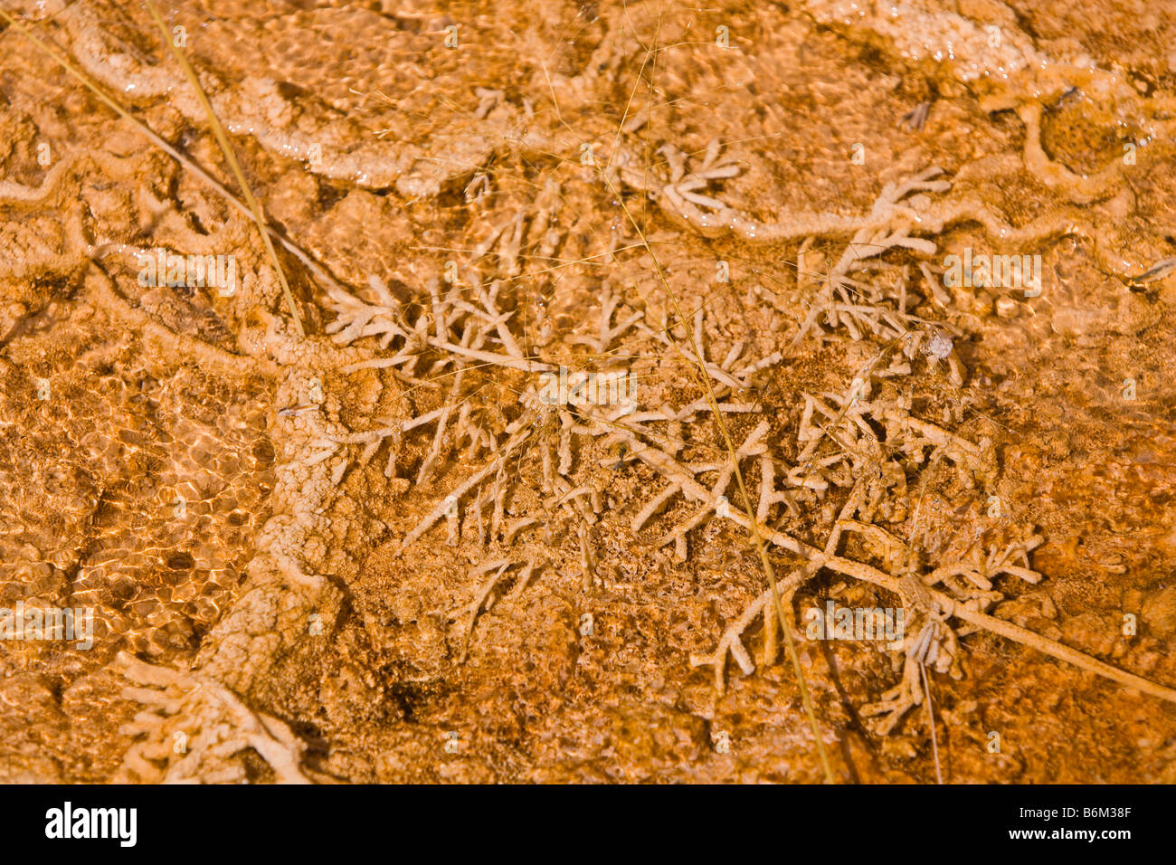 YELLOWSTONE NATIONAL PARK WYOMING USA - Detail of geothermic area Mammoth Hot Springs Stock Photo