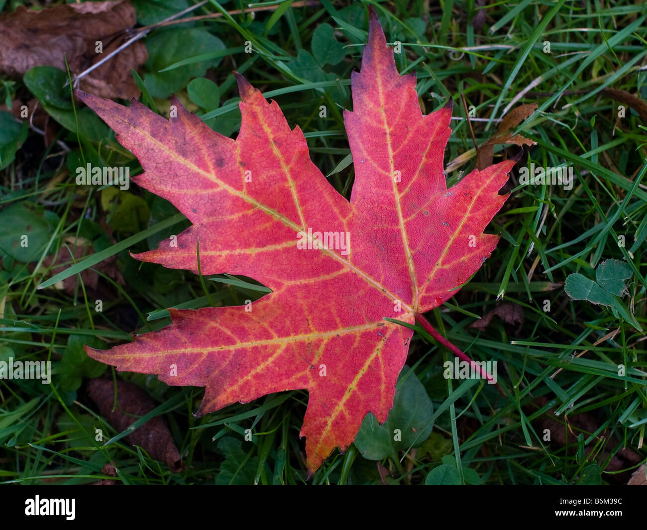 A single maple leaf on a green lawn. Stock Photo