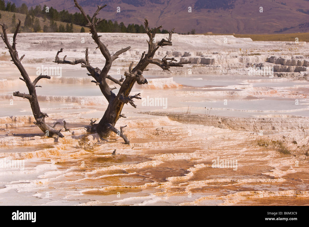 YELLOWSTONE NATIONAL PARK WYOMING USA Dead trees at the Main Terraces area Mammoth Hot Springs Stock Photo