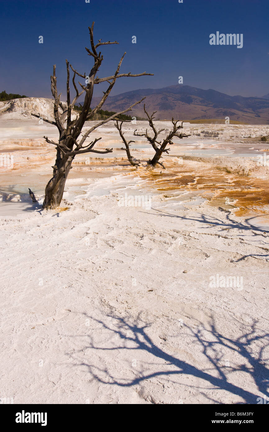 YELLOWSTONE NATIONAL PARK WYOMING USA Dead trees at the Main Terraces area Mammoth Hot Springs Stock Photo