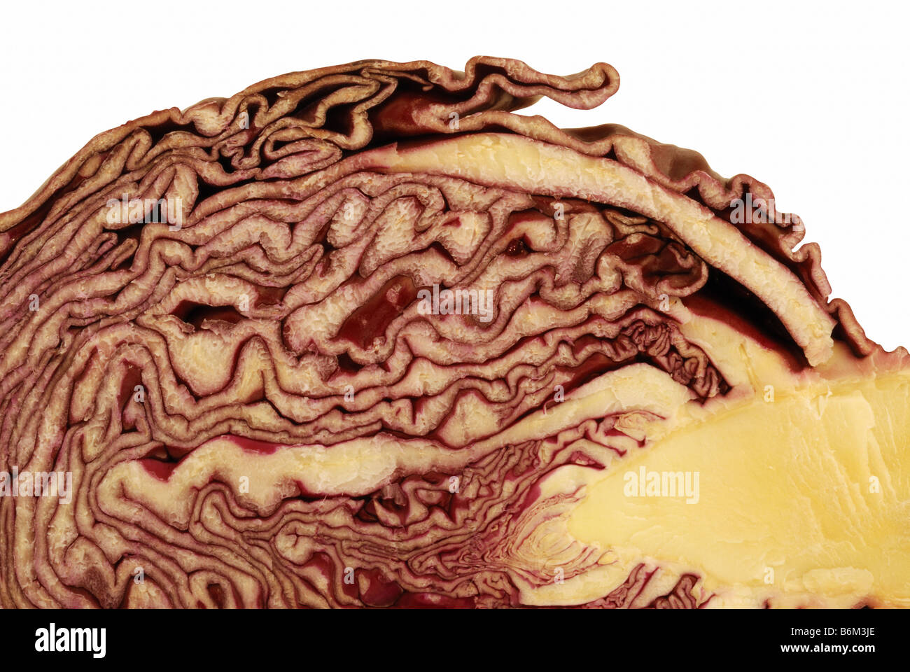 Cut of red cabbage isolated over white with clipping path Stock Photo ...