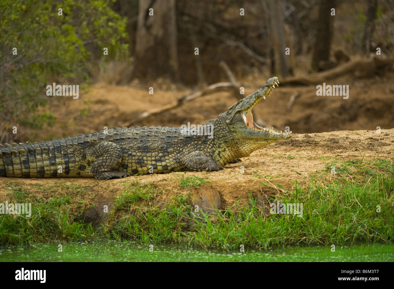wild wildlife Nile Crocodile crocodylus niloticus south-afrca south africa out of water waterhole big fat heavy stay staying ope Stock Photo