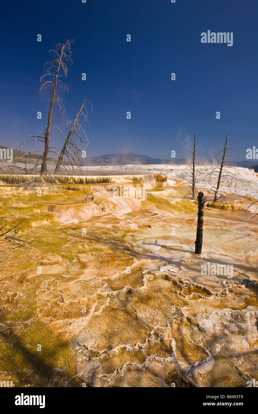 YELLOWSTONE NATIONAL PARK WYOMING USA Canary Springs area Mammoth Hot Springs Stock Photo