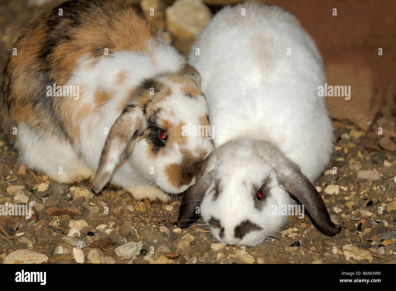 Two Lop Eared Rabbits on ground feeding Stock Photo - Alamy