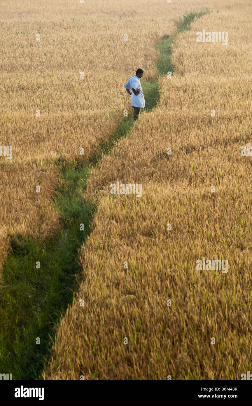 Indian man harvesting rice hi-res stock photography and images - Alamy