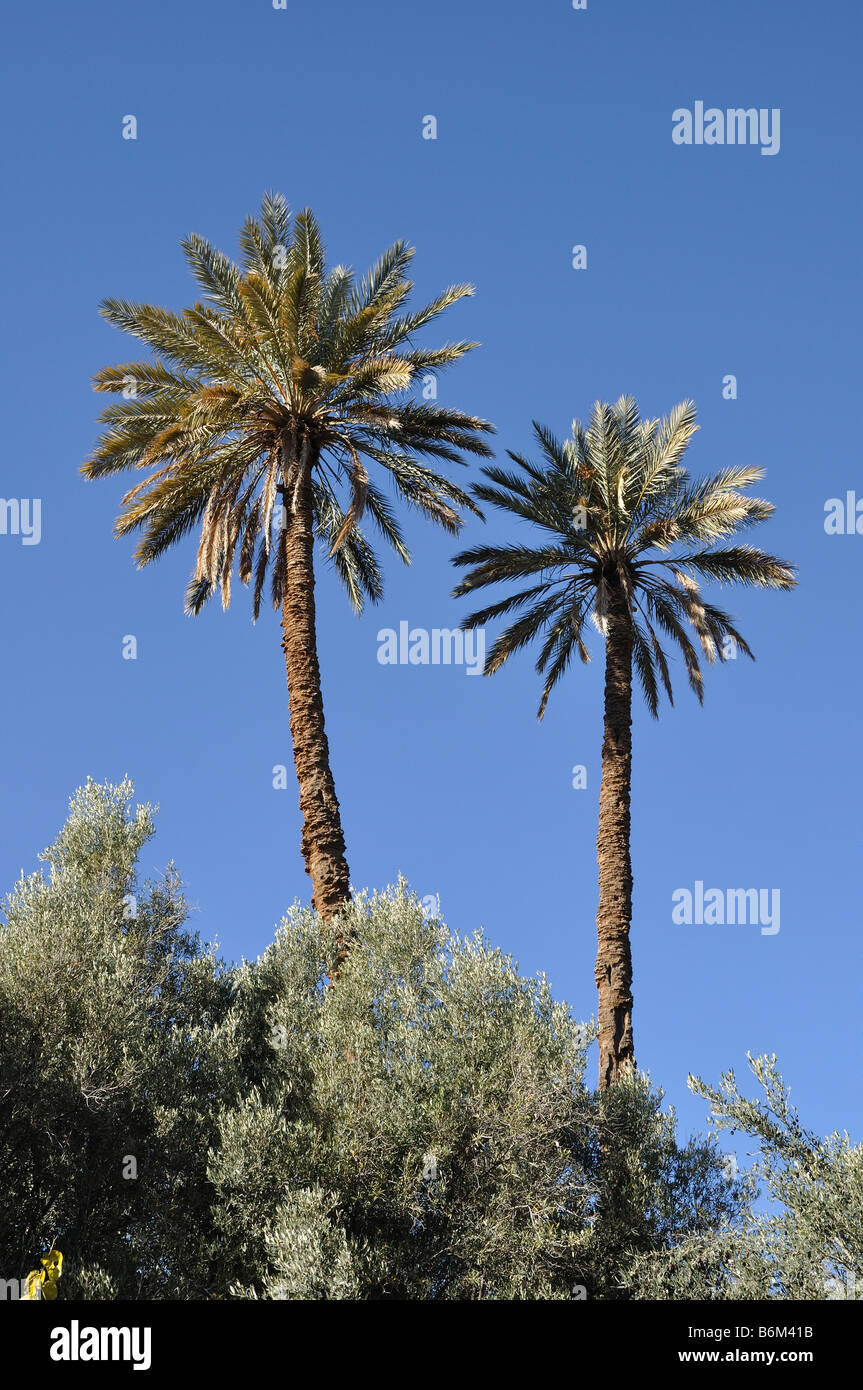 Palm Trees in Morocco, Africa Stock Photo Alamy