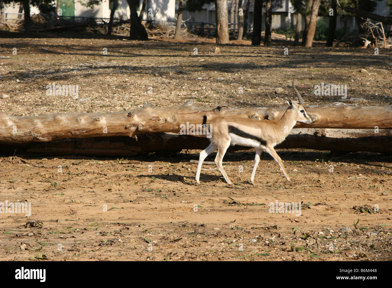 THOMSON S GAZELLE Gazella thomsoni Stock Photo - Alamy