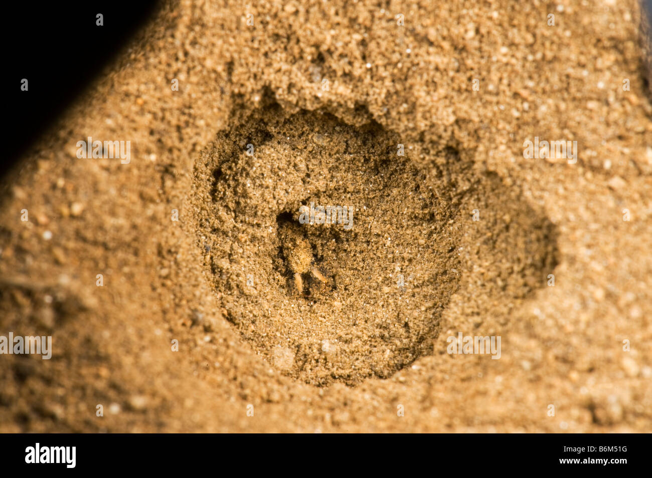 wild wildlife ant lion makro macro sandhole ambience south-africa conical pit soft sandy soil to trap insects white yellow LIMPO Stock Photo